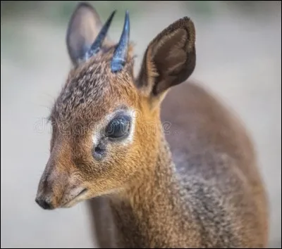 Quel animal n'est pas une gazelle ?
