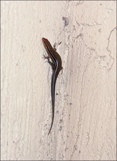 Combien de Rois sont morts hors de France ?