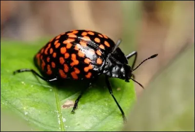 Dans l'Antiquité, l'amphicome était une pierre précieuse dont on servait en divination. Quel était son autre nom ?