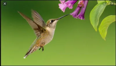 Où se trouvent les autres espèces de colibris ?