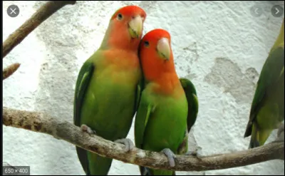 Quel genre de cri poussent les inséparables ?