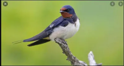 Combien de temps peut voyager une hirondelle rustique ?