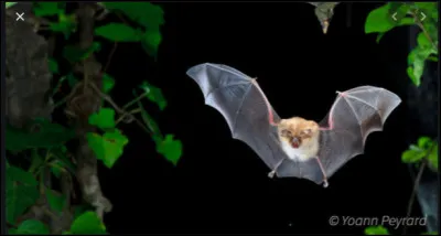 Où vit le chauve-souris ?