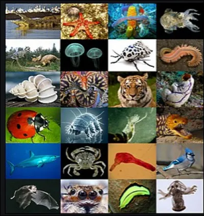 Quel est l'animal le plus discret en volant ?