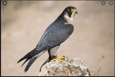 Le teinte du plumage du faucon pèlerin varie-t-elle selon les régions ?