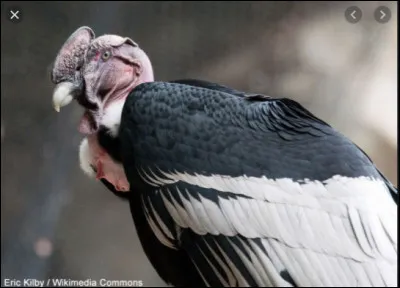 Le condor des Andes appartient à la famille des...