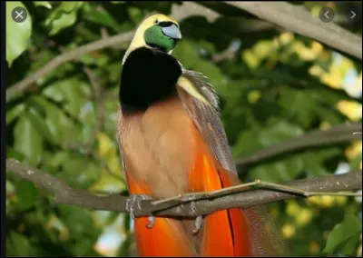 Le paradisier de Raggi sait-il danser ?