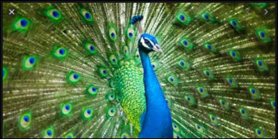 Quelle est la taille d'un paon ? Environ celle d'un/de la/du...