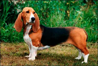 Bas comme basset : quel est ce basset ?