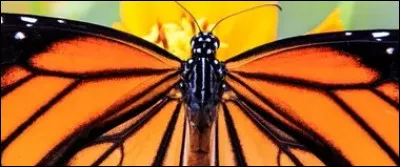 Quel terme désigne le stade final d'un individu dont le développement se déroule en plusieurs phases ? (en général chez les arthropodes)