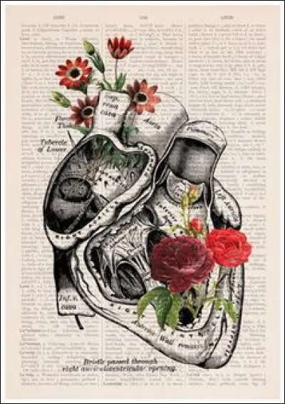 À propos des différentes coupes :