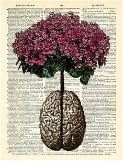 Cochez les propositions fausses sur les différentes études anatomiques.