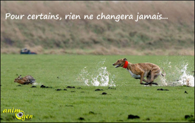 Quelle est la relation entre ton chat et les chiens ?