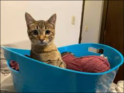 Quel est l'endroit préféré de ton chat ?