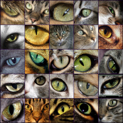 De quelle couleur sont les yeux de ton chat ?