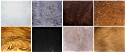 Quelle est sa couleur la plus dominante ?