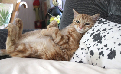 Quelle est la longueur de ses poils ?