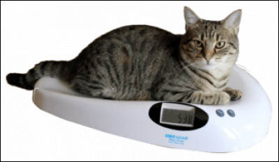 Quel poids fait ton chat ?