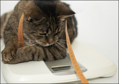 Quelle est la taille de ton chat ?