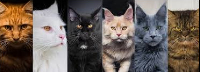 De combien de couleurs son pelage est-il composé ?