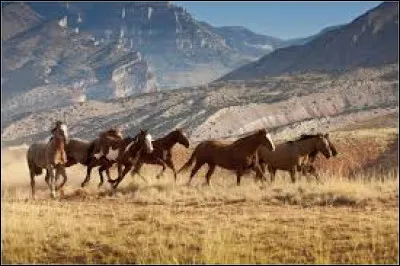 Qui est l'auteur du livre "L'Herbe verte du Wyoming" ?