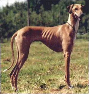 Quelle est cette race de chien ?