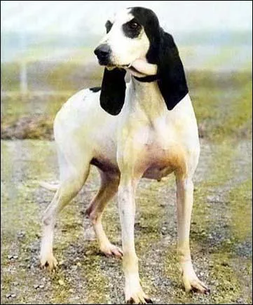 Quelle est cette race de chien ?