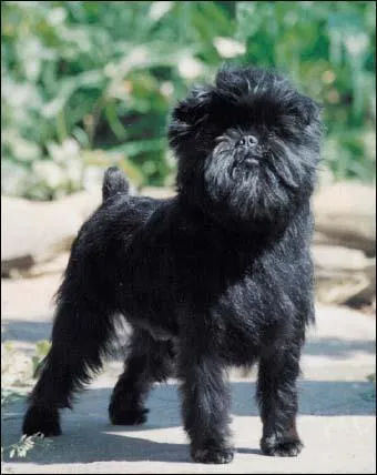 Quelle est cette race de chien ?