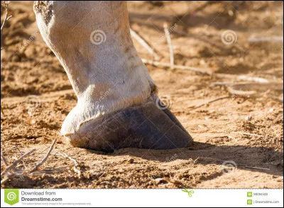 À quel animal appartiennent ces pattes ?