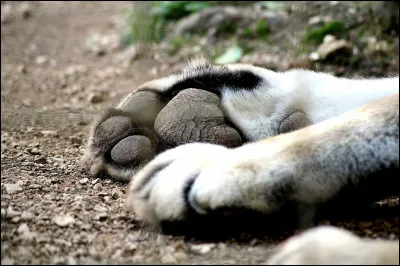 À quel animal appartiennent ces pattes ?