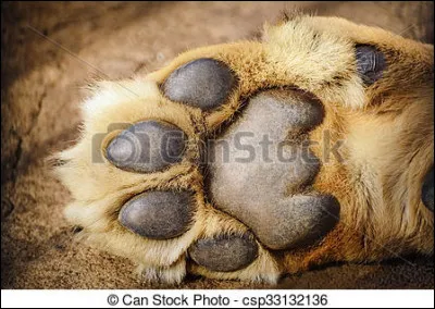 À quel animal appartiennent ces pattes ?