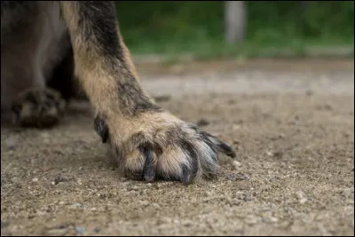 À quel animal appartiennent ces pattes ?