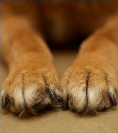 À quel animal appartiennent ces pattes ?