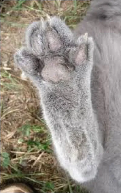 À quel animal appartiennent ces pattes ?