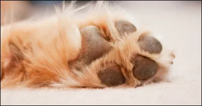 À quel animal appartiennent ces pattes ?