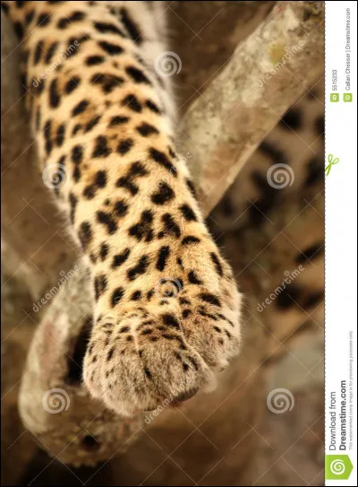 À quel animal appartiennent ces pattes ?