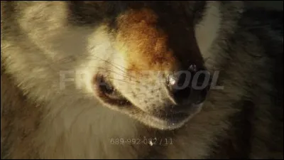 &Agrave; quel animal appartient ce museau ?