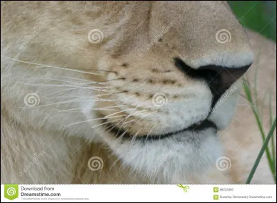 &Agrave; quel animal appartient ce museau ?