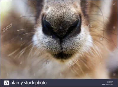 &Agrave; quel animal appartient ce museau ?