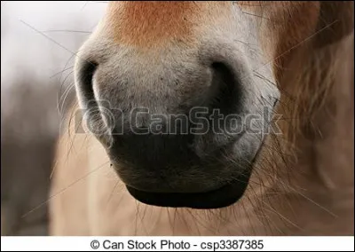 &Agrave; quel animal appartient ce museau ?