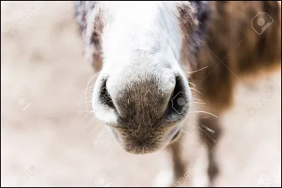 &Agrave; quel animal appartient ce museau ?