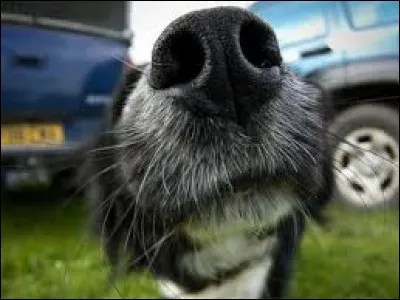 &Agrave; quel animal appartient ce museau ?