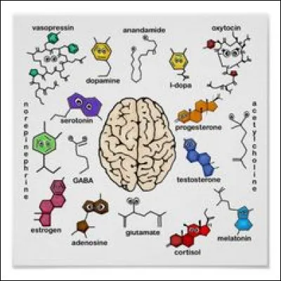 Parmi les holosides, on retrouve :