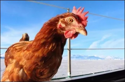 Trois ______ et un ______.