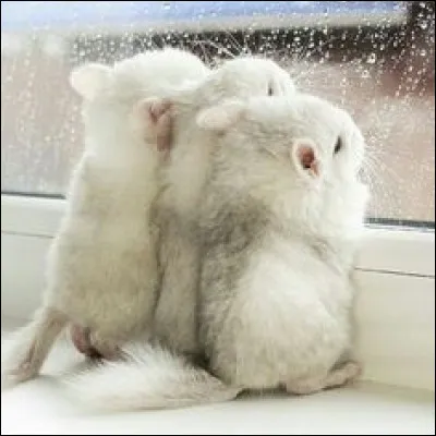 Un _____ vaut mieux que deux _________.