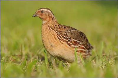 Caille comme caille : comment se nomme l'élevage des cailles ?