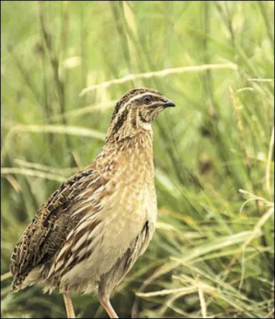 Caille comme caille : à quel oiseau ressemble-t-elle le plus ?