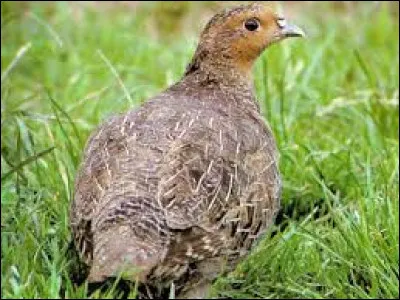 Comment s'appelle le bébé de la Perdrix ?