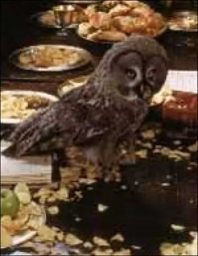 Comment s'appelle le vieux hibou des Weasley ?