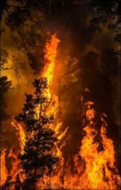 Quel est l'effet du sortilège Incendio ?